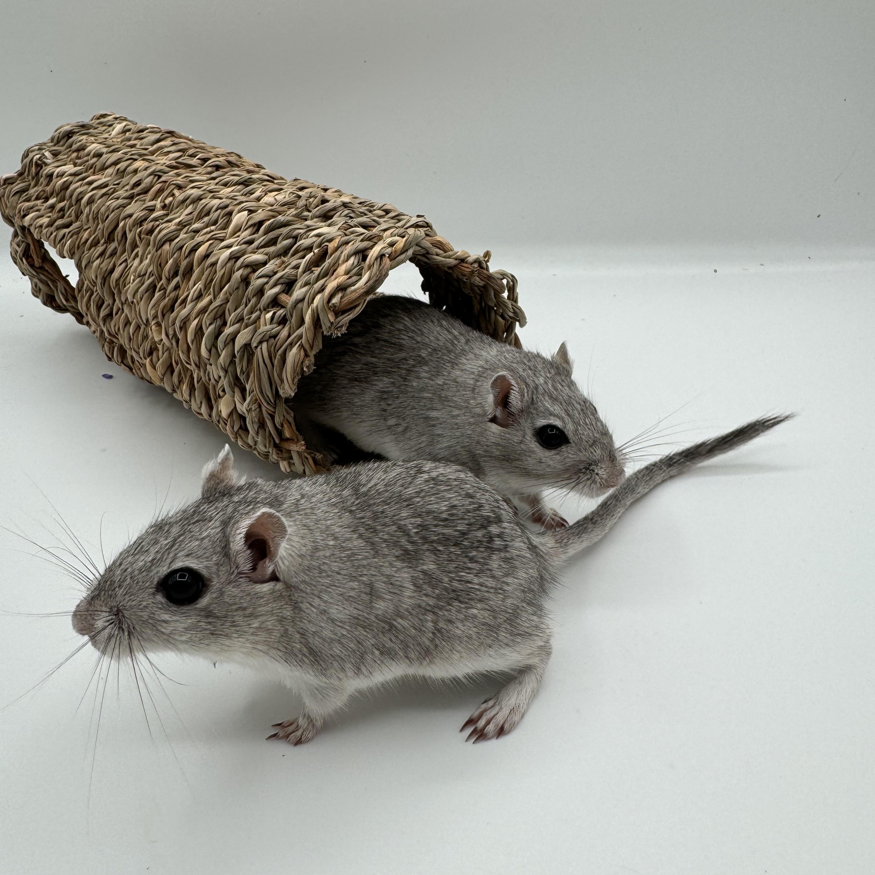 Enlarge Jiro & Sho, a ADOPTABLE Gerbil in Springfield, OR image 1/5