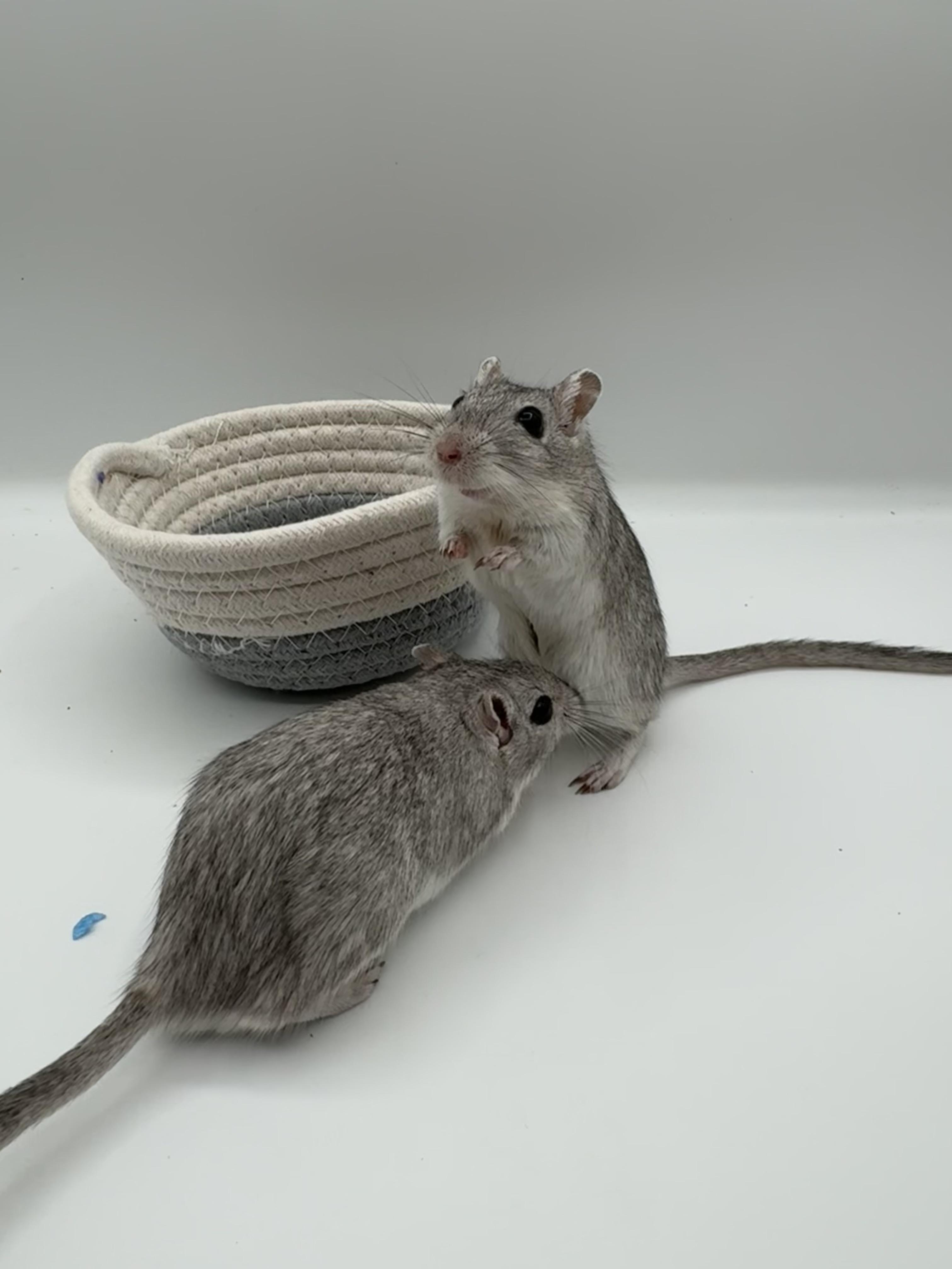 Enlarge Jiro & Sho, a ADOPTABLE Gerbil in Springfield, OR image 3/5
