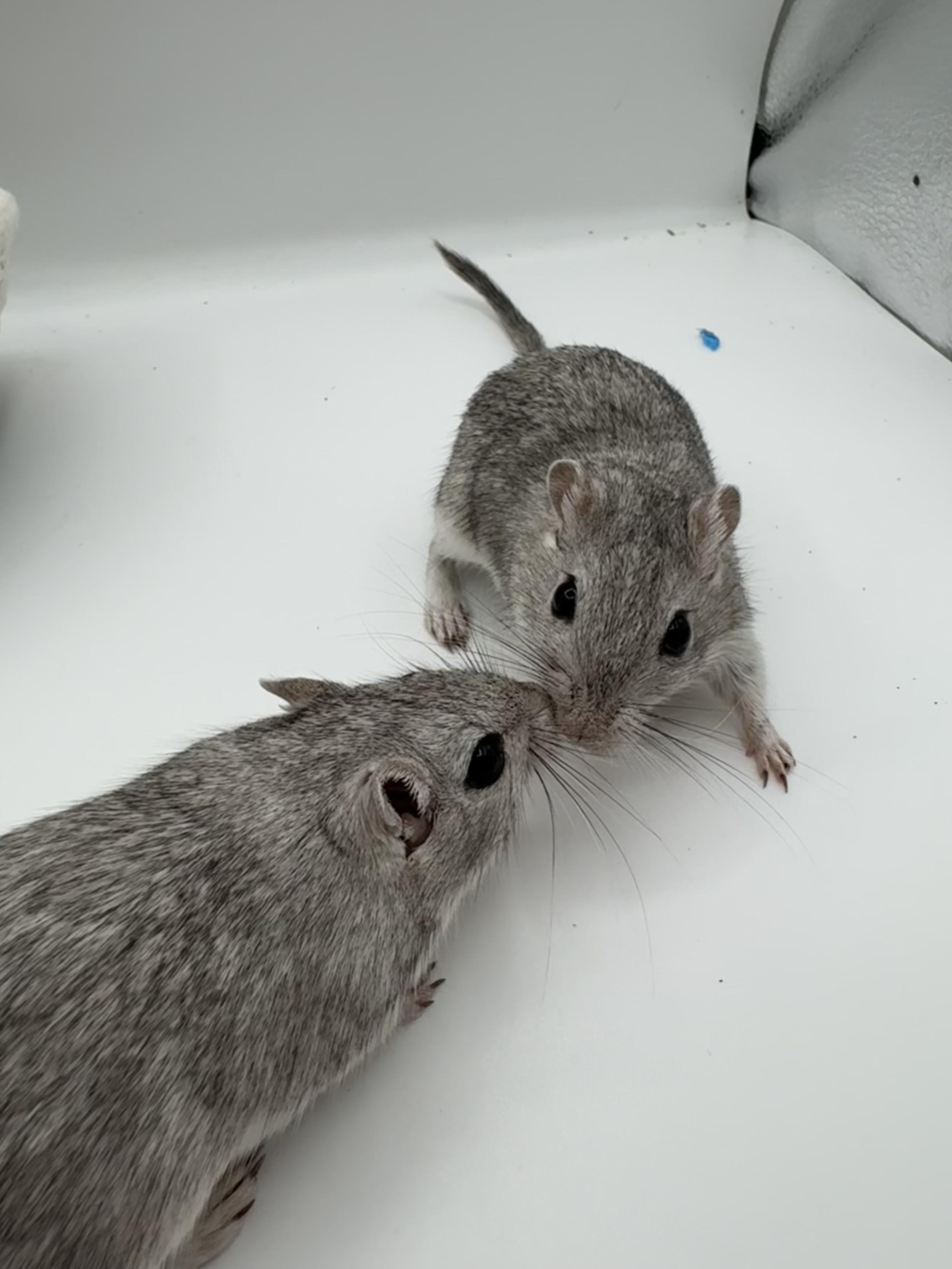 Enlarge Jiro & Sho, a ADOPTABLE Gerbil in Springfield, OR image 5/5