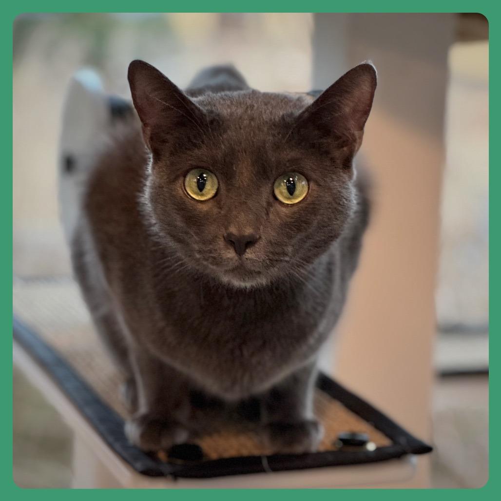 Vlad — thumbnail 3