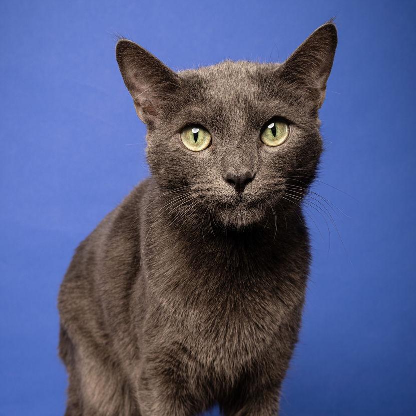 Vlad — thumbnail 5