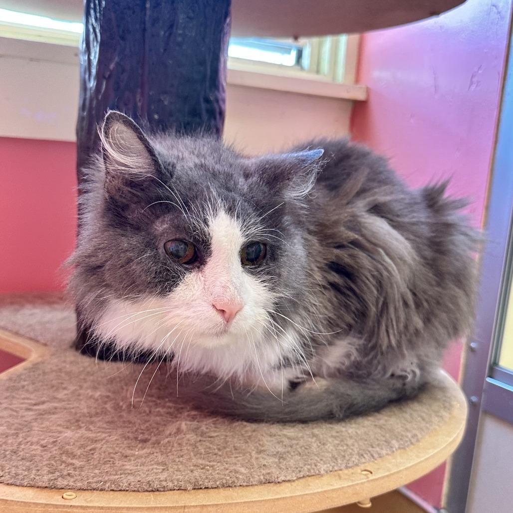 Cleo, Senior Female unknown