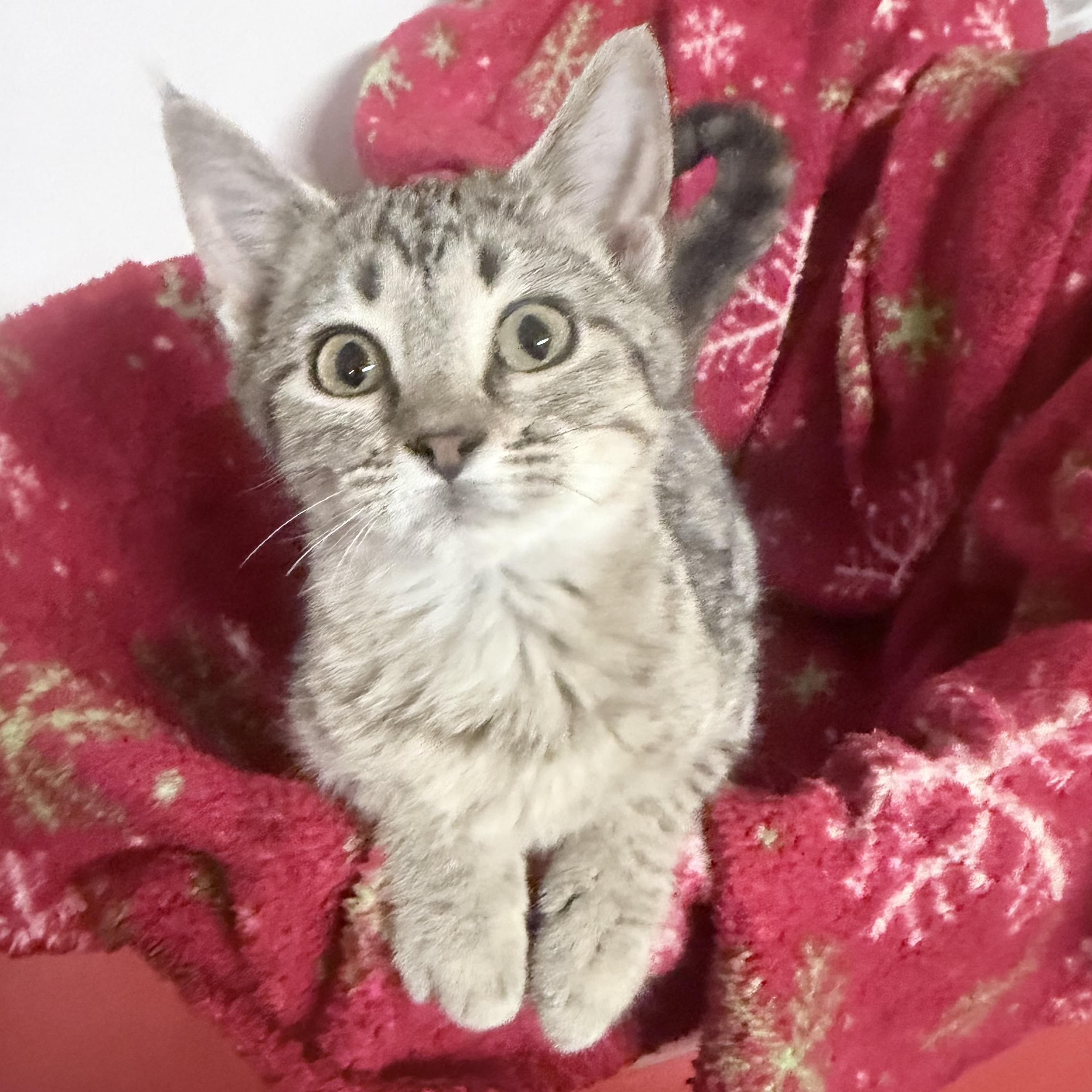 Vanessa, adopted, Kitten Female Domestic Short Hair.