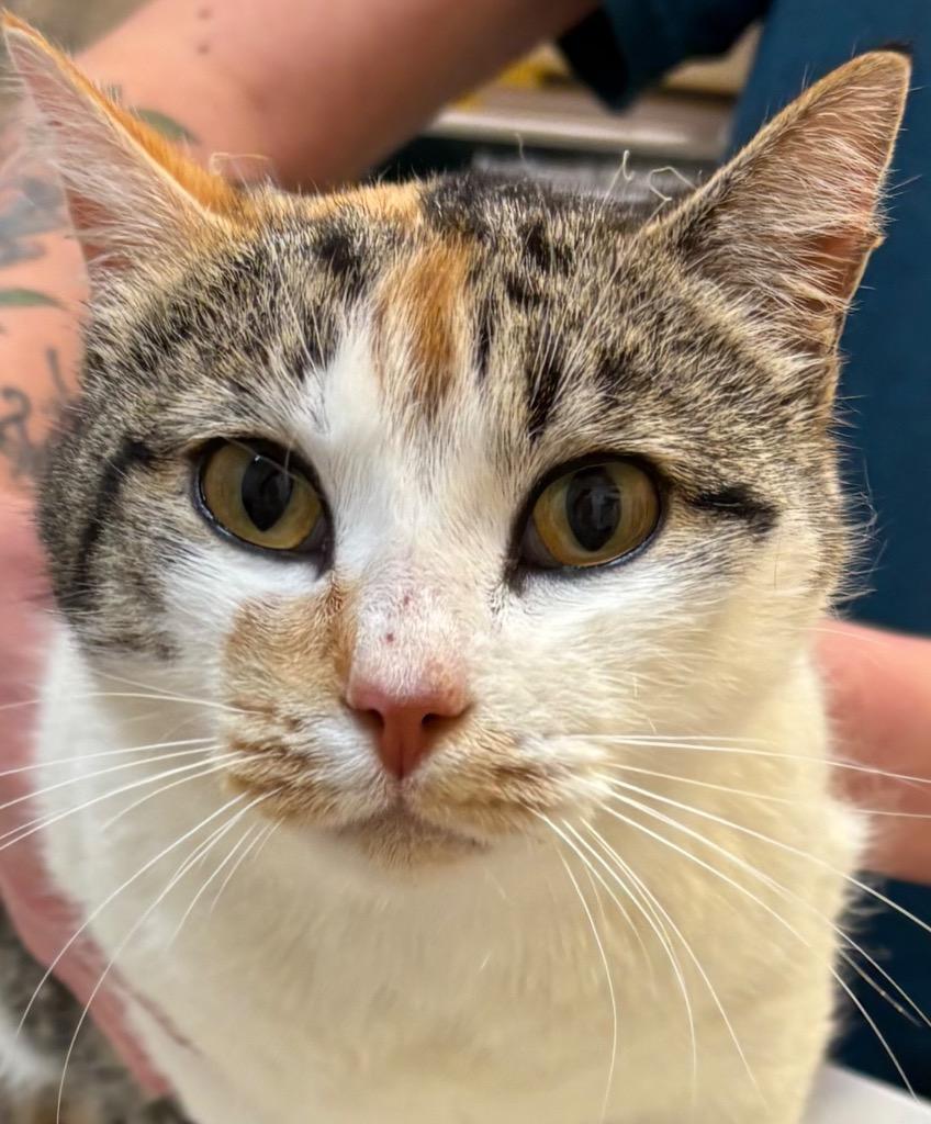 CARMELLO, Adoptable, Adult Female Domestic Short Hair.