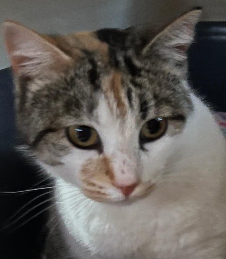 Enlarge CARMELLO, a Adoptable mixed breed in Elizabethton, TN image 2/2