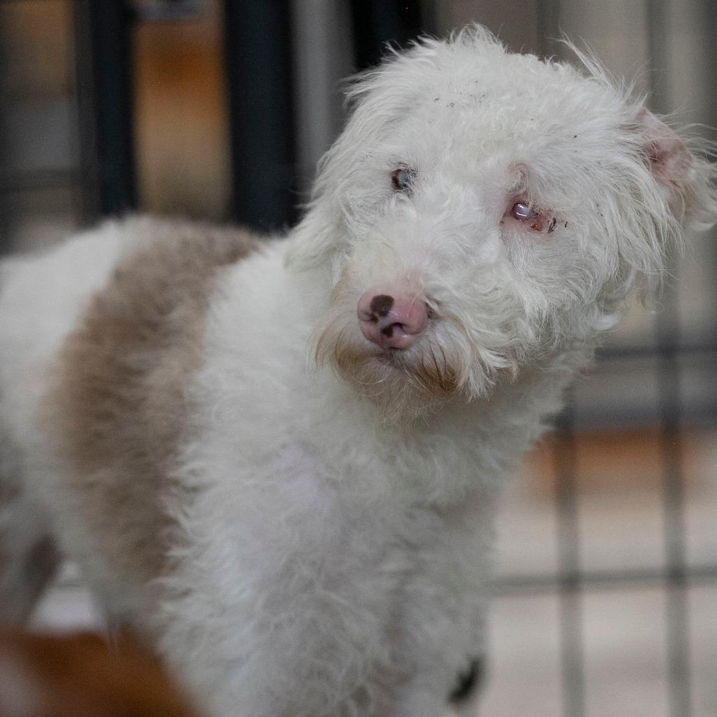 Enlarge Buckee (JY26-110), a Adoptable mixed breed in Peyton, CO image 1/5