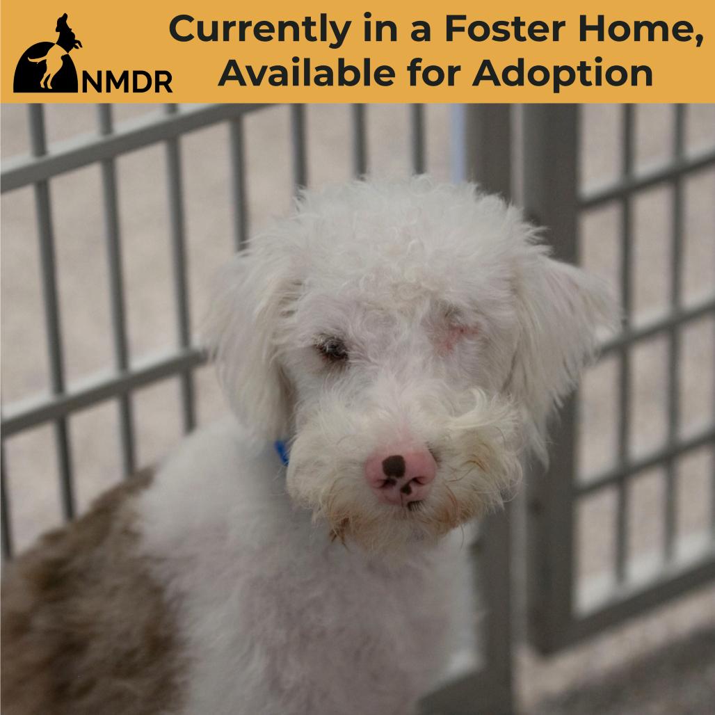 Enlarge Buckee (JY26-110), a Adoptable mixed breed in Peyton, CO image 2/5