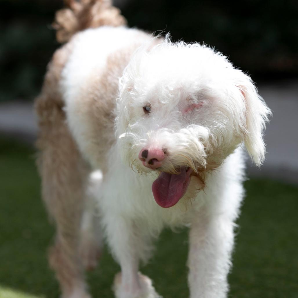 Enlarge Buckee (JY26-110), a Adoptable mixed breed in Peyton, CO image 3/5