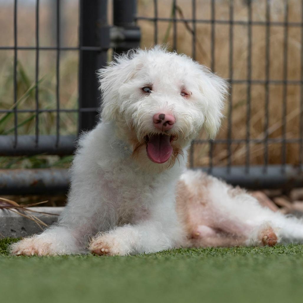 Enlarge Buckee (JY26-110), a Adoptable mixed breed in Peyton, CO image 4/5