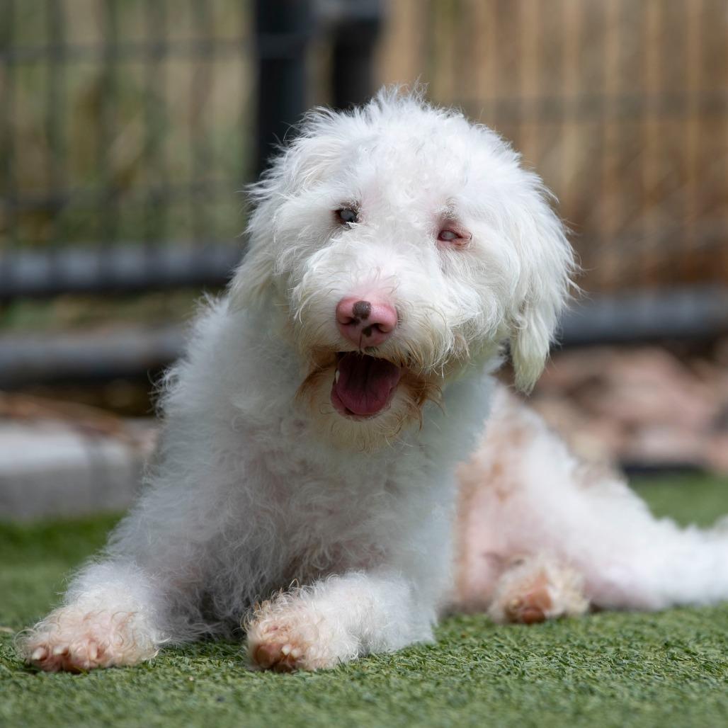 Enlarge Buckee (JY26-110), a Adoptable mixed breed in Peyton, CO image 5/5