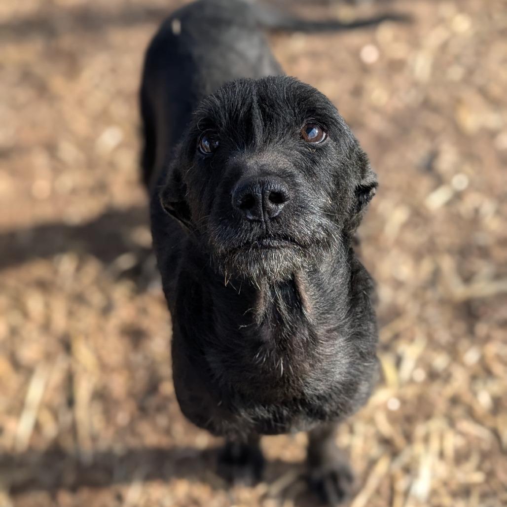 Rosie, Adoptable, Adult Female Terrier & Mixed Breed.