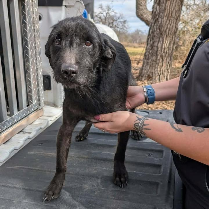 Enlarge Rosie, a Adoptable mixed breed in Buchanan Dam, TX image 2/2
