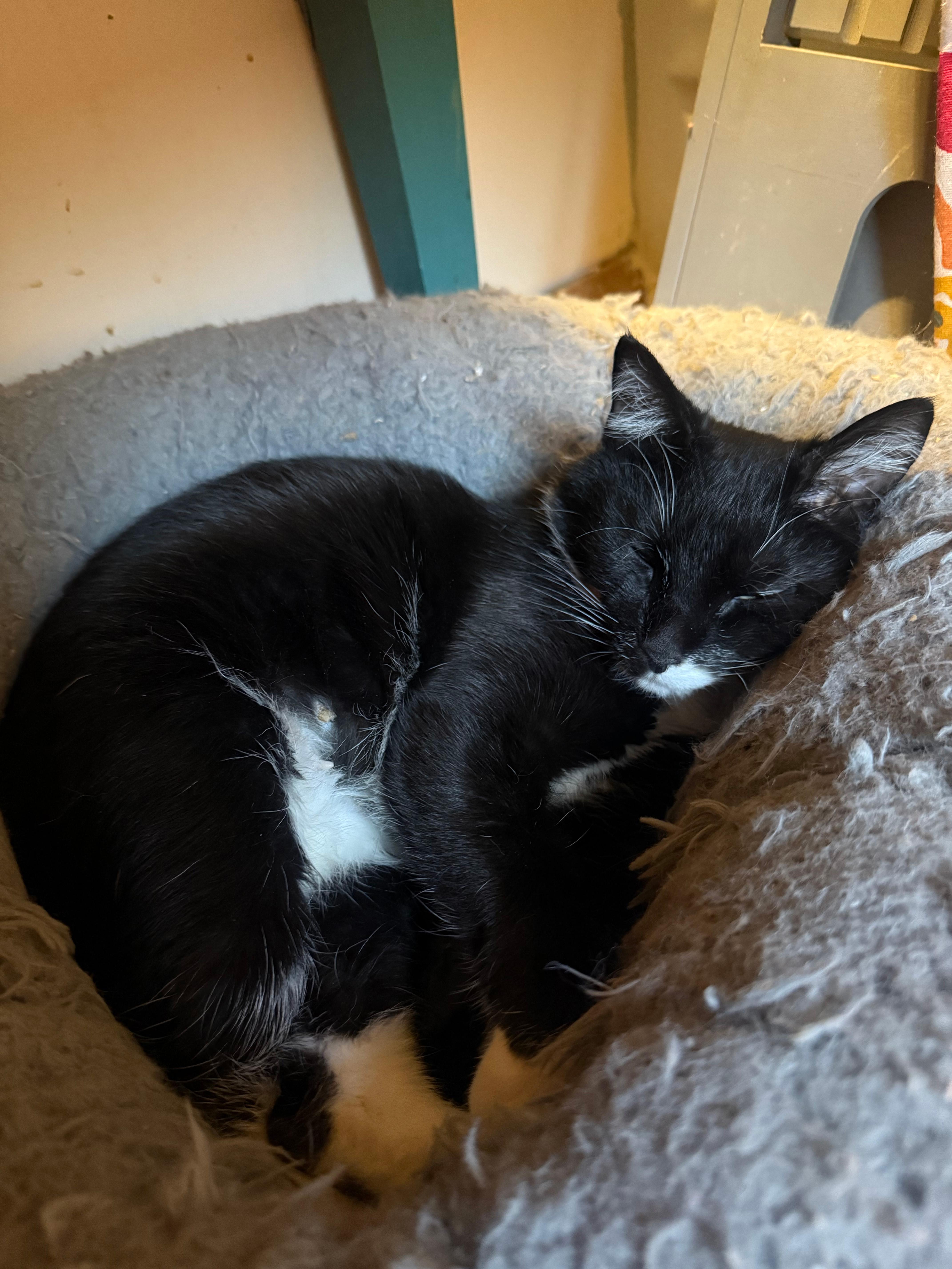 Enlarge Tubby, a Adoptable Domestic Short Hair in Pittsburgh, PA image 3/6