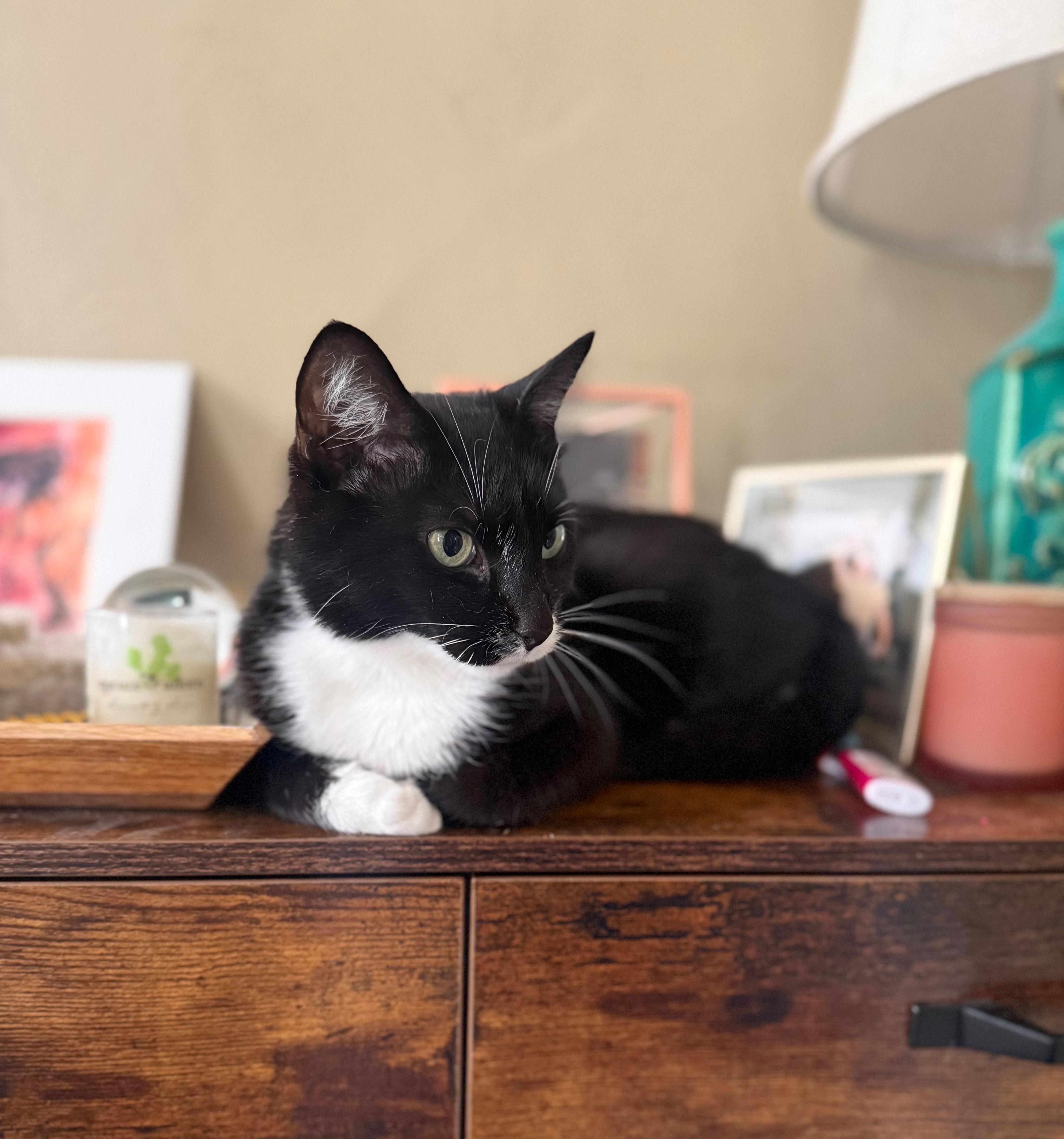 Enlarge Tubby, a Adoptable Domestic Short Hair in Pittsburgh, PA image 4/6