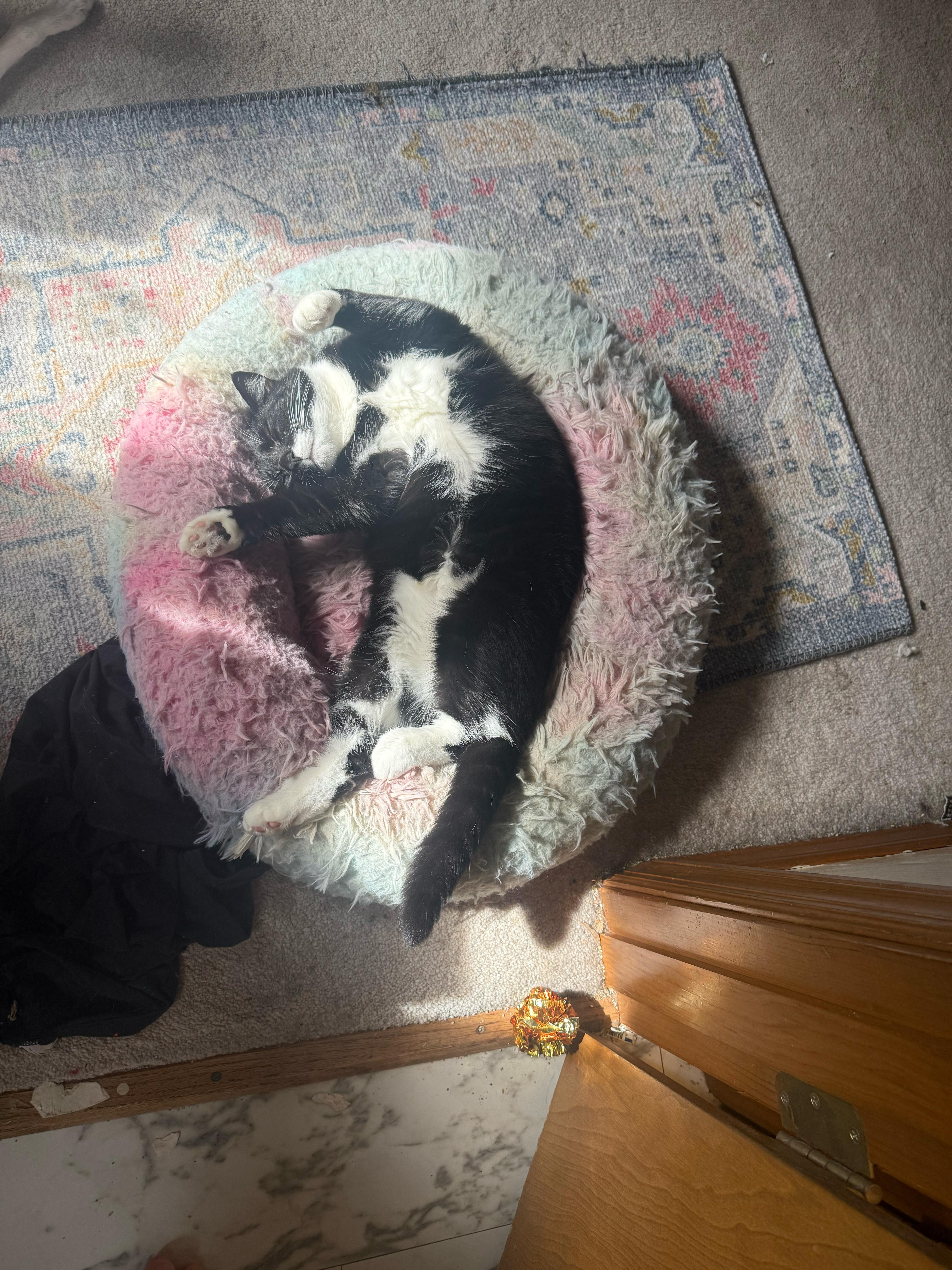 Enlarge Tubby, a Adoptable Domestic Short Hair in Pittsburgh, PA image 5/6