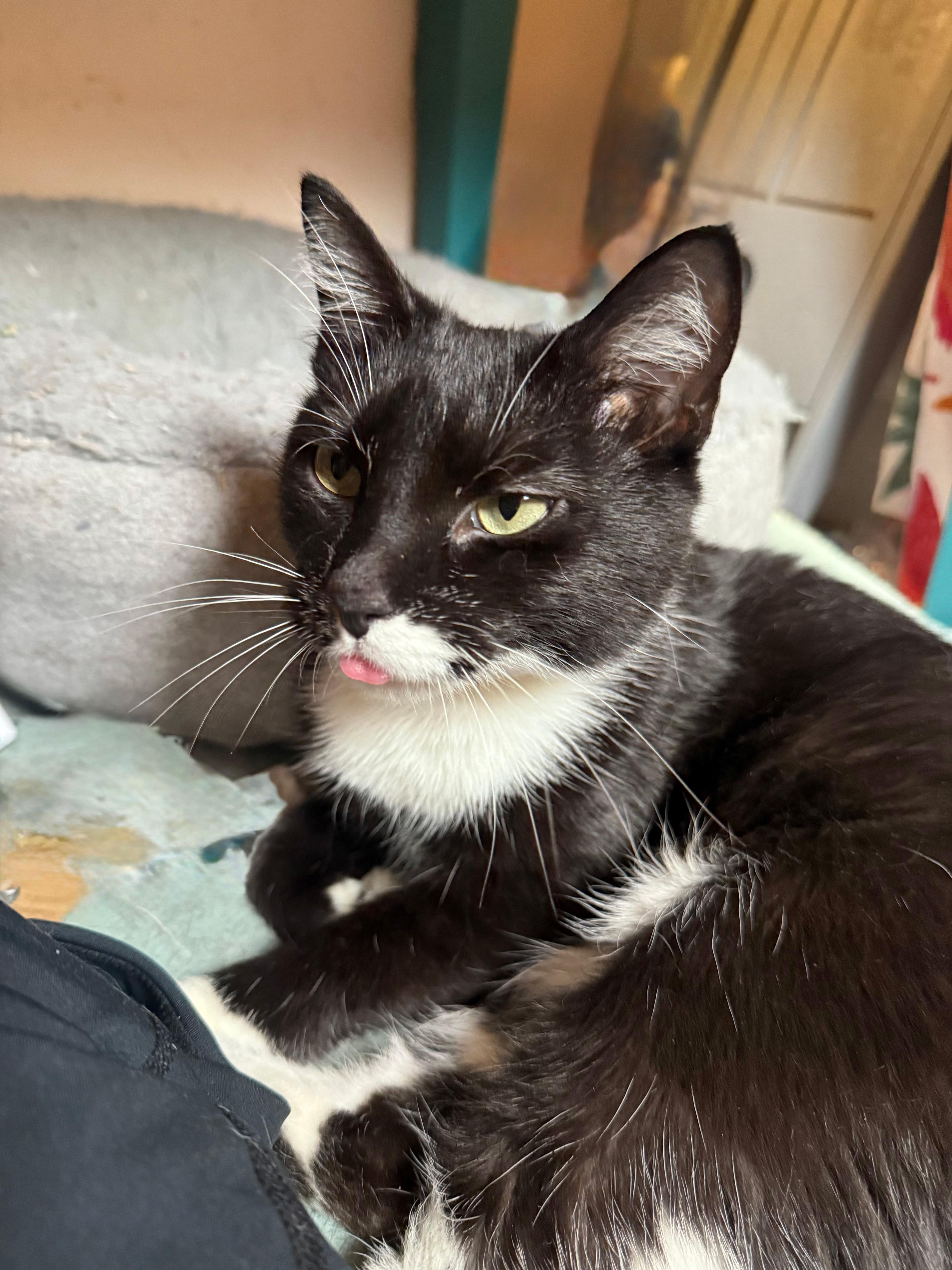 Enlarge Tubby, a Adoptable Domestic Short Hair in Pittsburgh, PA image 1/6