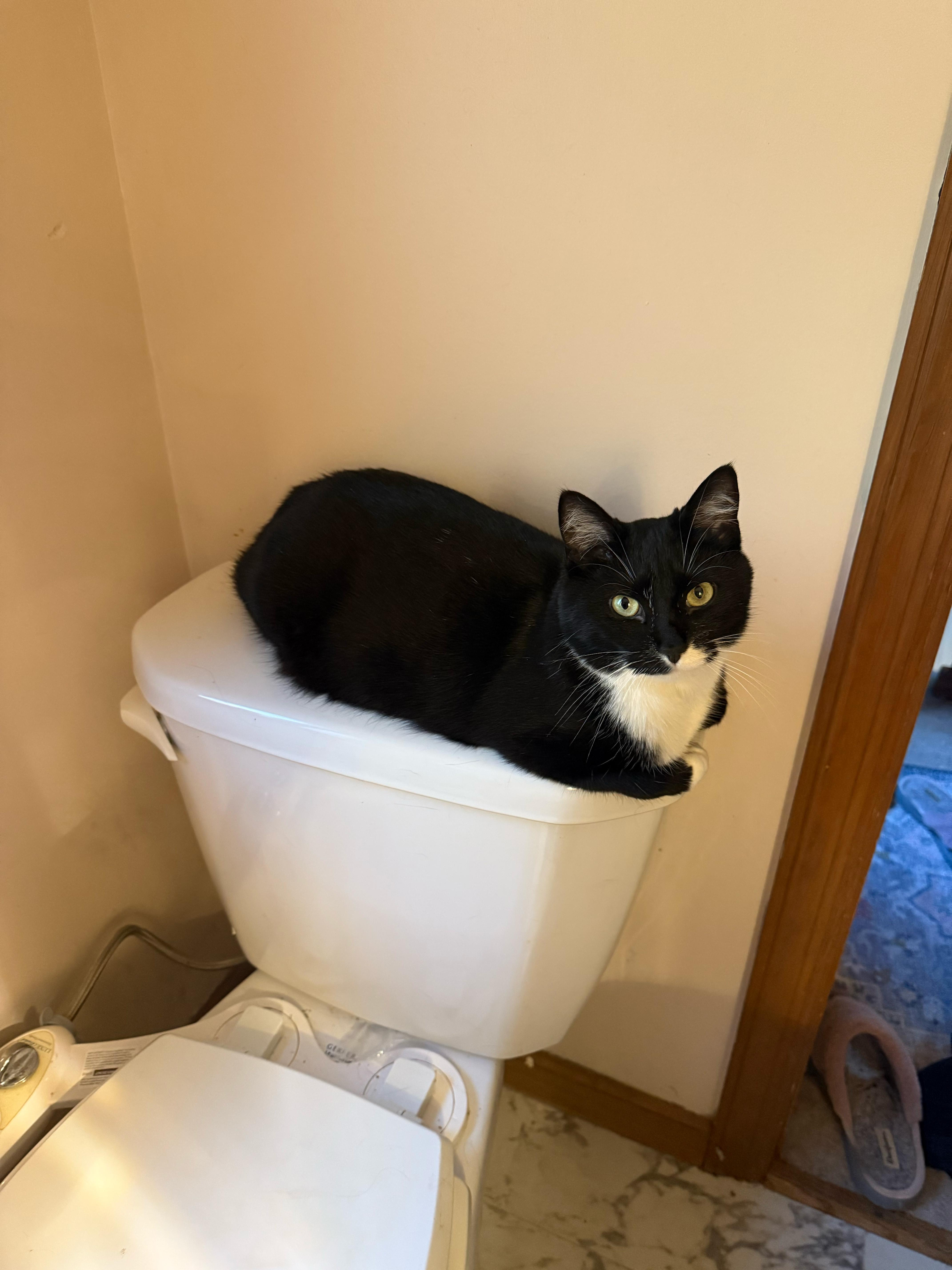 Enlarge Tubby, a Adoptable Domestic Short Hair in Pittsburgh, PA image 6/6