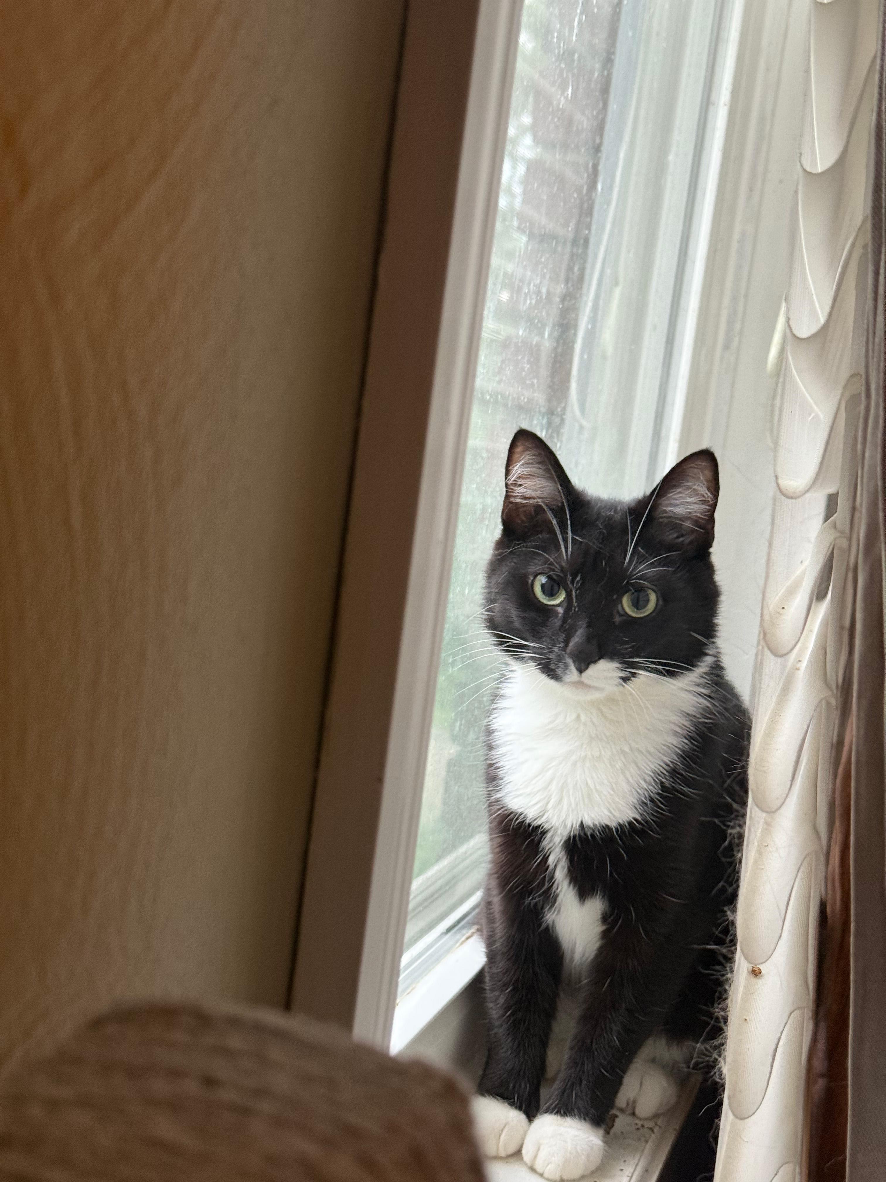 Enlarge Tubby, a Adoptable Domestic Short Hair in Pittsburgh, PA image 2/6