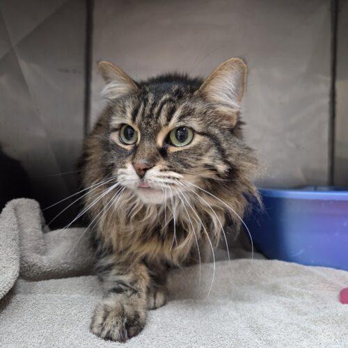 Athena, Adoptable, Young Female Domestic Long Hair.