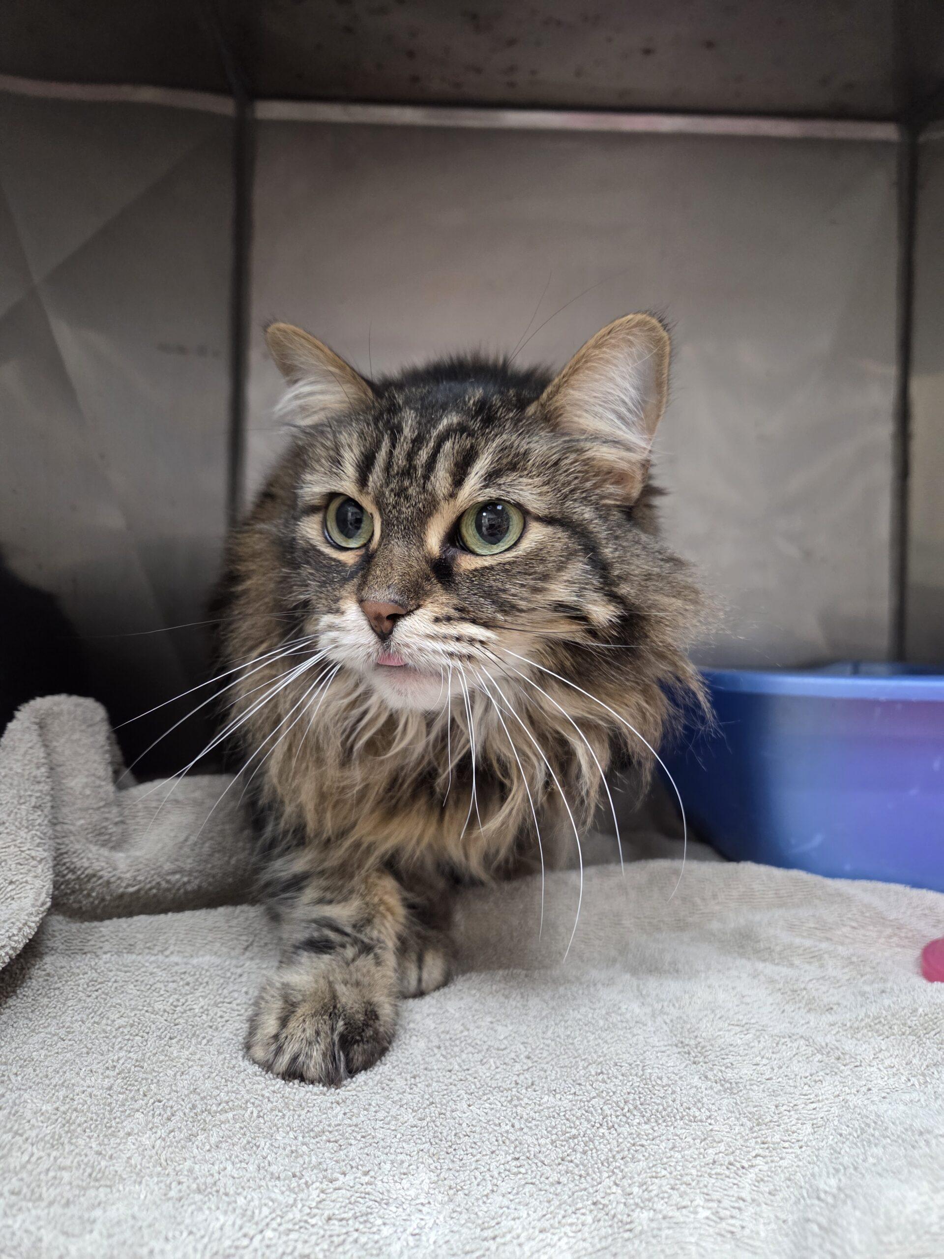 Athena, a Adoptable Domestic Long Hair in Toronto, ON image 2/6