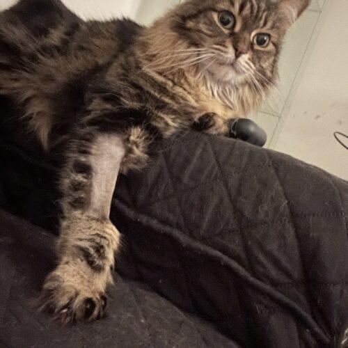 Enlarge Athena, a Adoptable Domestic Long Hair in Toronto, ON image 3/5