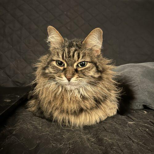 Enlarge Athena, a Adoptable Domestic Long Hair in Toronto, ON image 5/5
