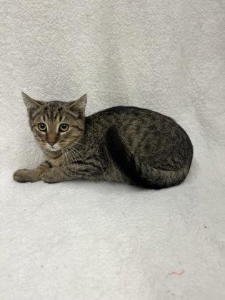 Meow-Tato, Adoptable, Kitten Male Domestic Short Hair & Domestic Short Hair.