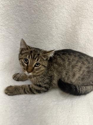 Meow-Tato, a Adoptable Domestic Short Hair in McCook, NE image 2/3