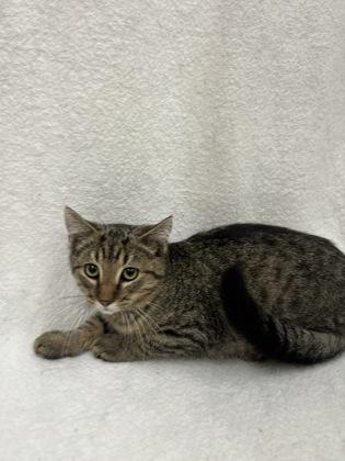 Meow-Tato, a Adoptable Domestic Short Hair in McCook, NE image 3/3