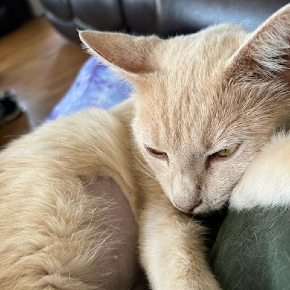 Enlarge Stefana Roller, a Adoptable Domestic Short Hair in Woodstock, VA image 1/1