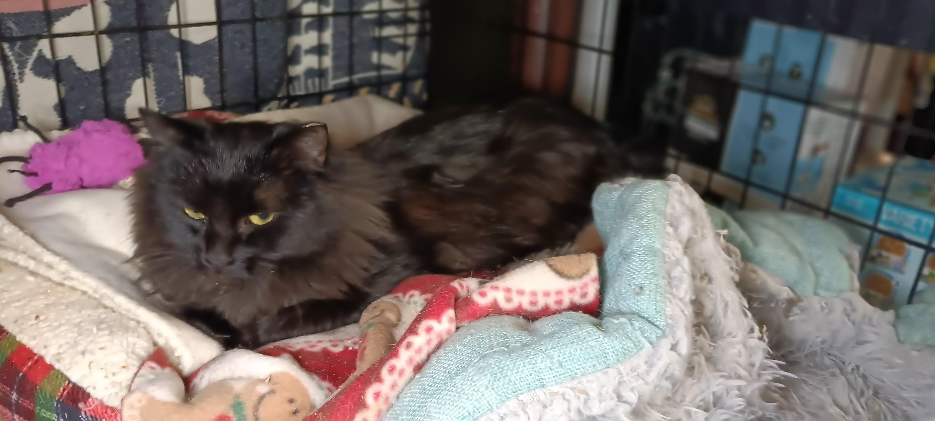 Asha, ADOPTABLE, Young Female Domestic Long Hair.