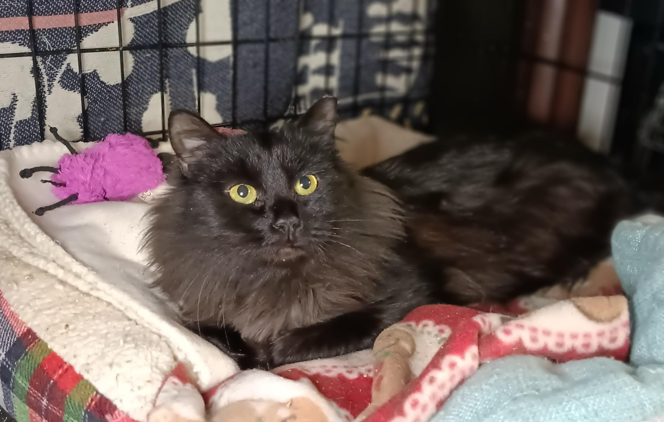 Enlarge Asha, a ADOPTABLE Domestic Long Hair in Bethpage, NY image 3/3