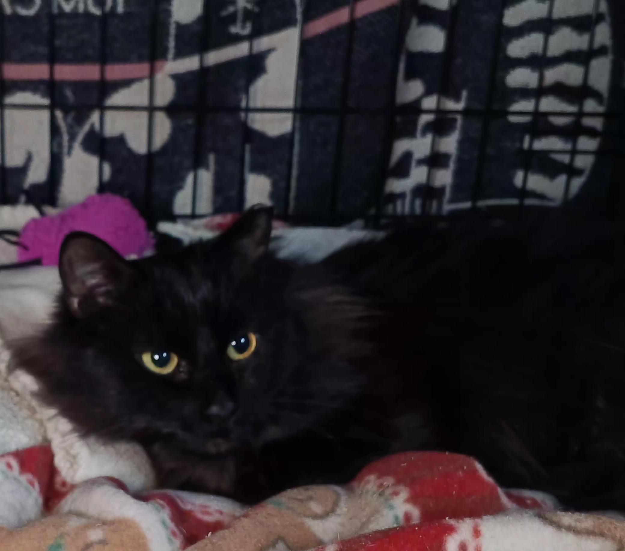 Enlarge Asha, a ADOPTABLE Domestic Long Hair in Bethpage, NY image 2/3