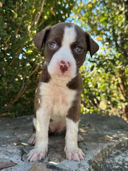 Koko, Adoptable, Puppy Female Pit Bull Terrier & Mixed Breed.