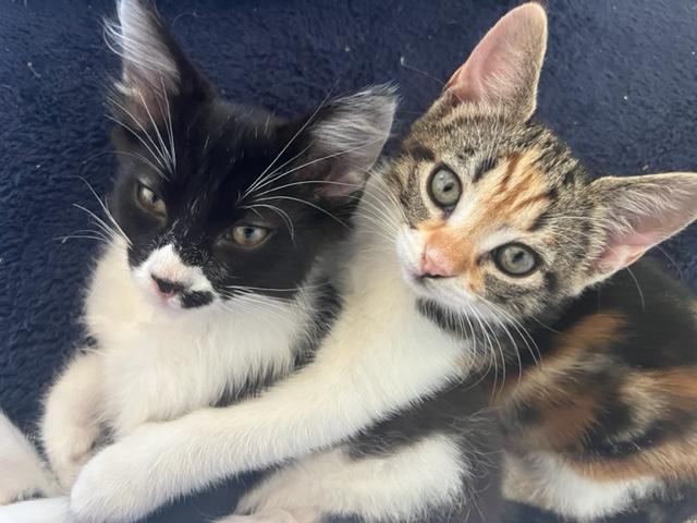 Smooch loves head kisses!, Young Male unknown