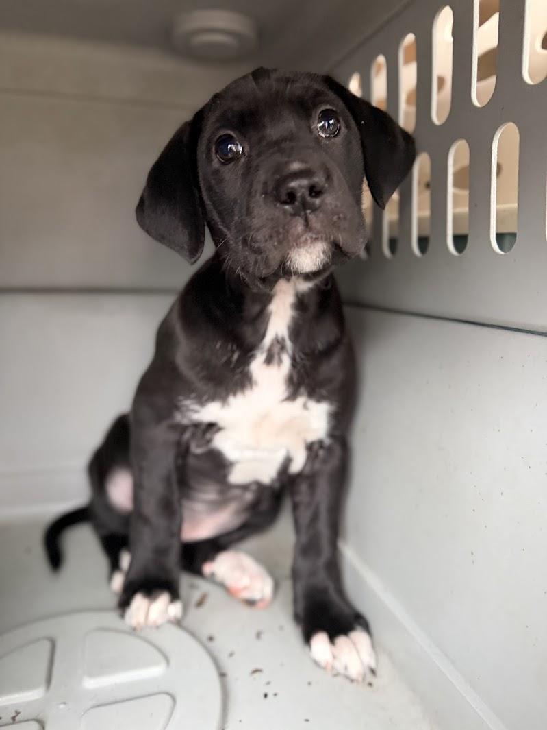 JELLY — thumbnail 4