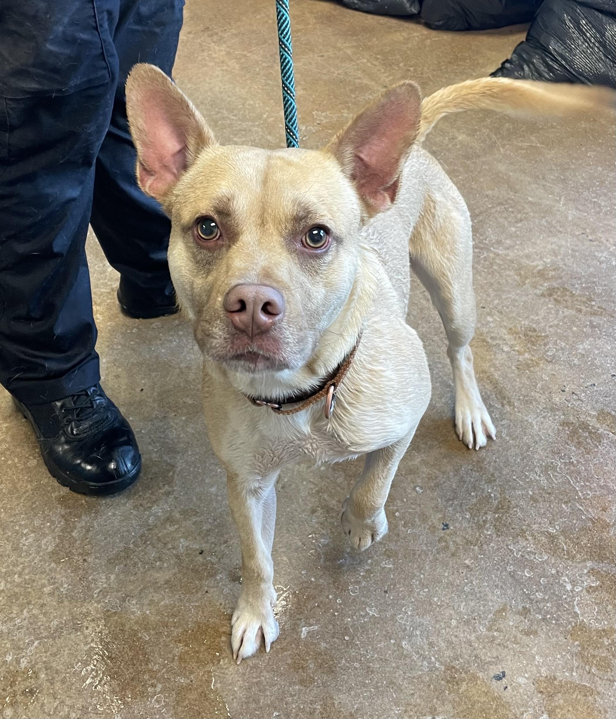 Enlarge Sketchers, a Adoptable mixed breed in Gladstone, MO image 1/1