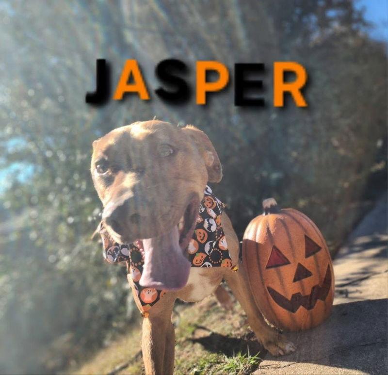 Jasper  Cchs thumbnail 3