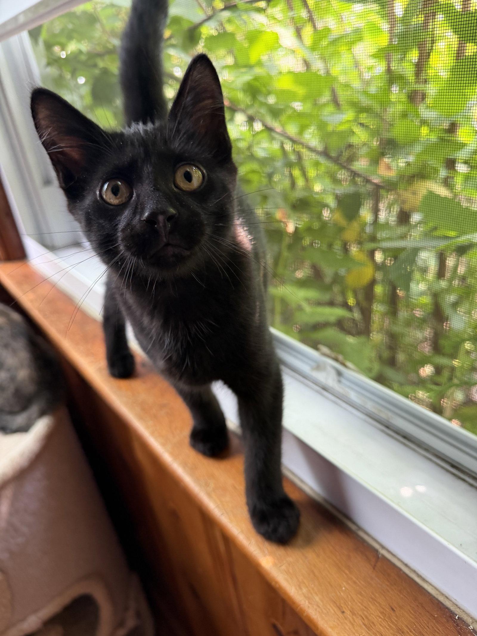 Gary, Adoptable, Kitten Male Domestic Short Hair.