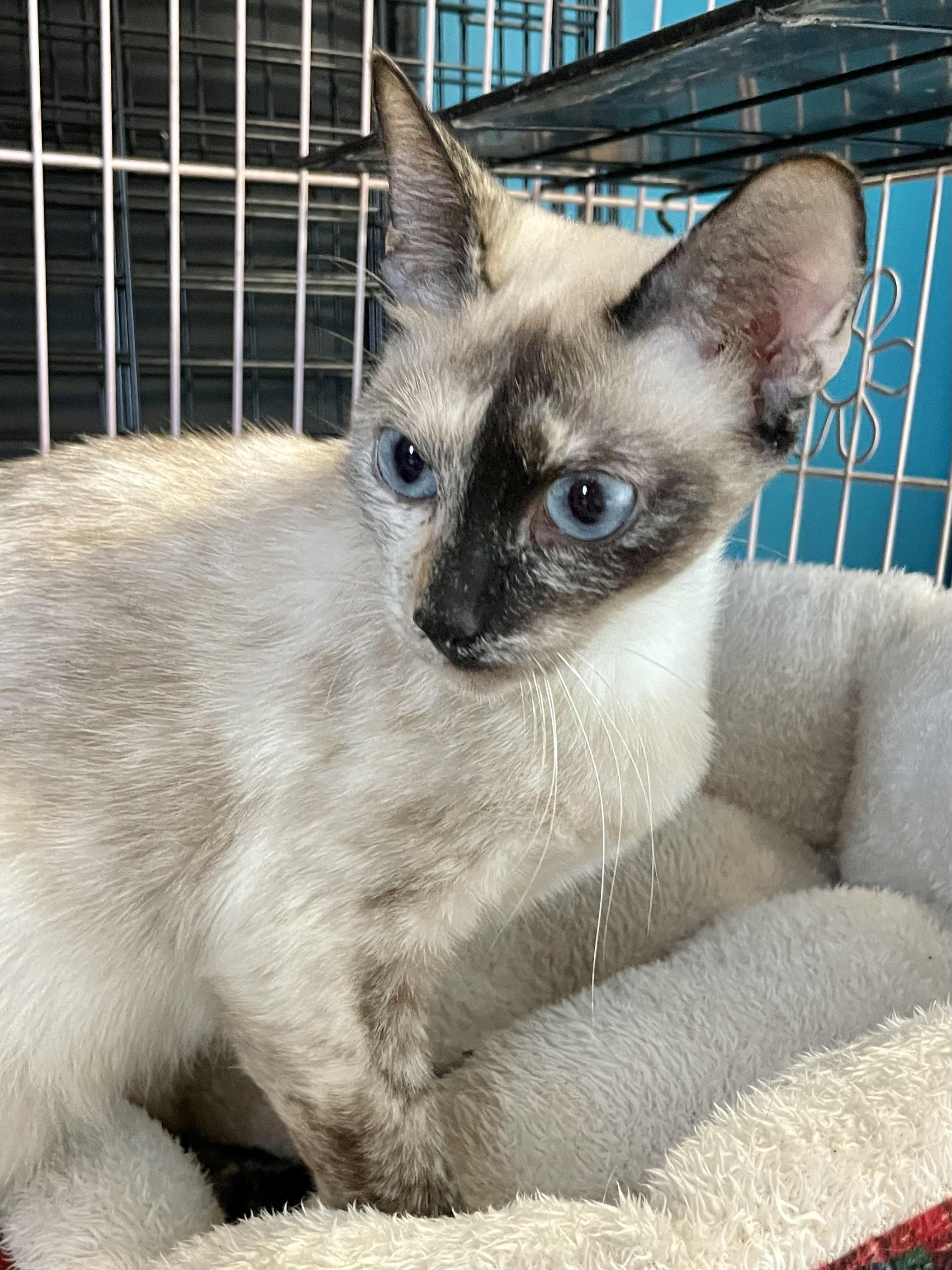 Enlarge Gnocchi, an adopted Siamese in Plano, TX image 3/6