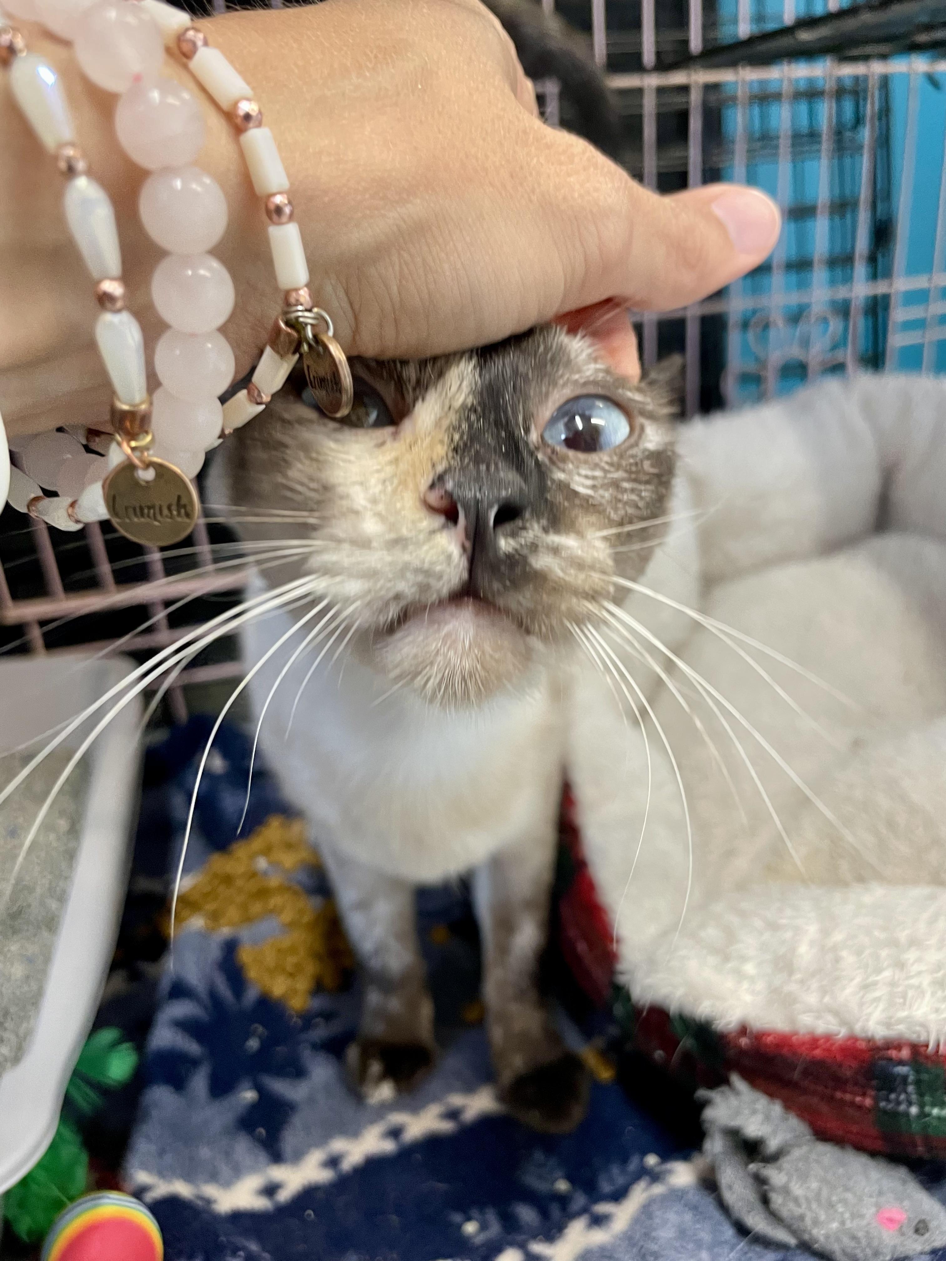 Enlarge Gnocchi, an adopted Siamese in Plano, TX image 6/6