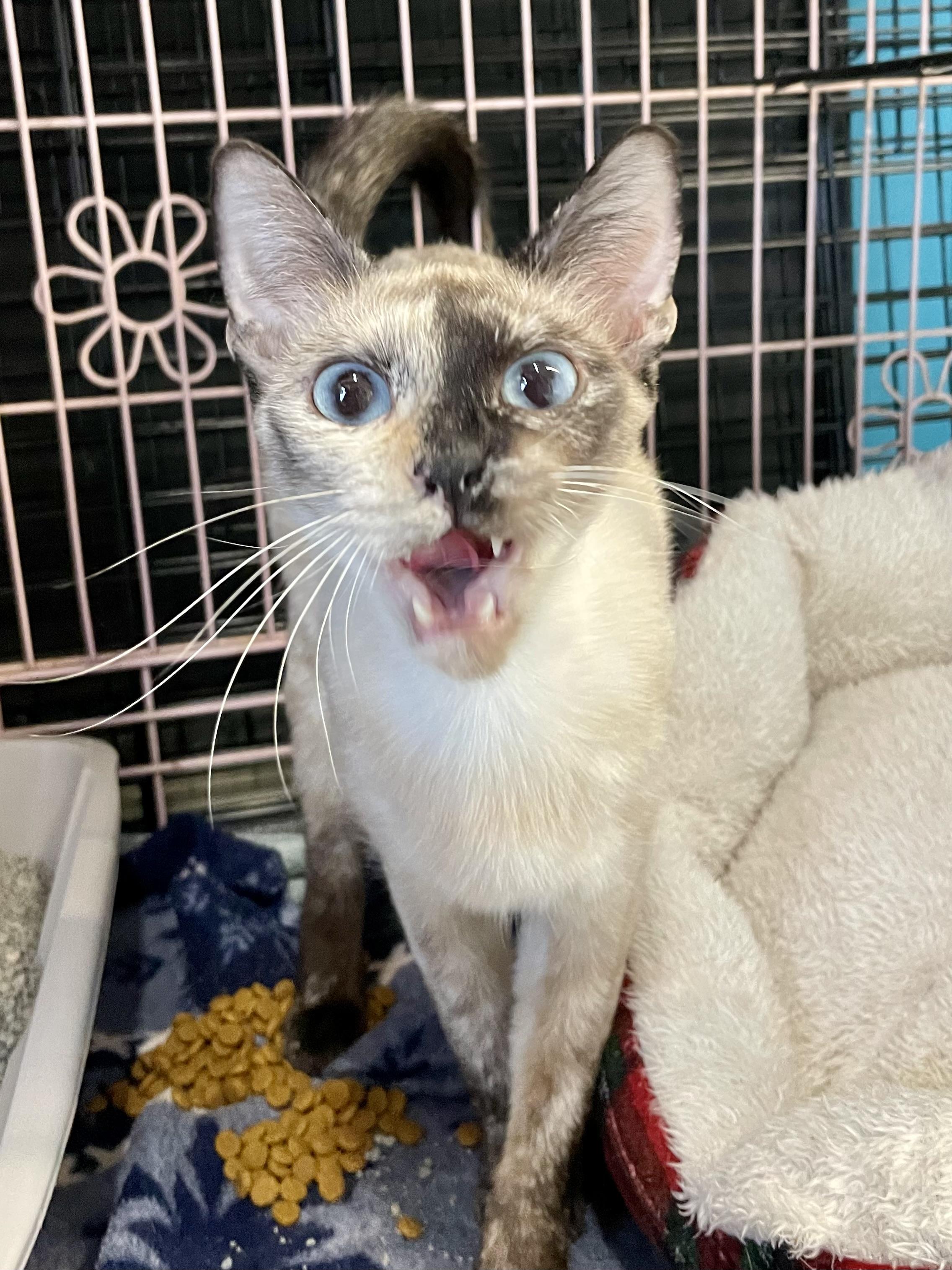 Enlarge Gnocchi, an adopted Siamese in Plano, TX image 2/6