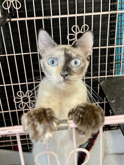 Gnocchi, adopted, Adult Female Siamese.