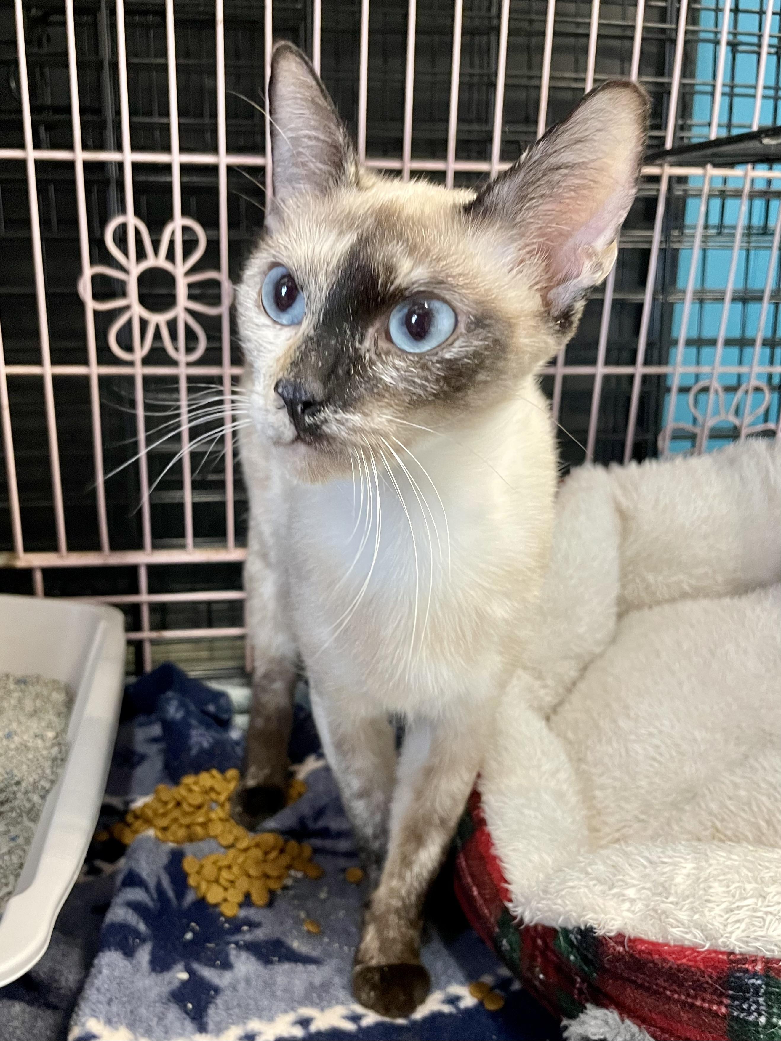 Enlarge Gnocchi, an adopted Siamese in Plano, TX image 5/6