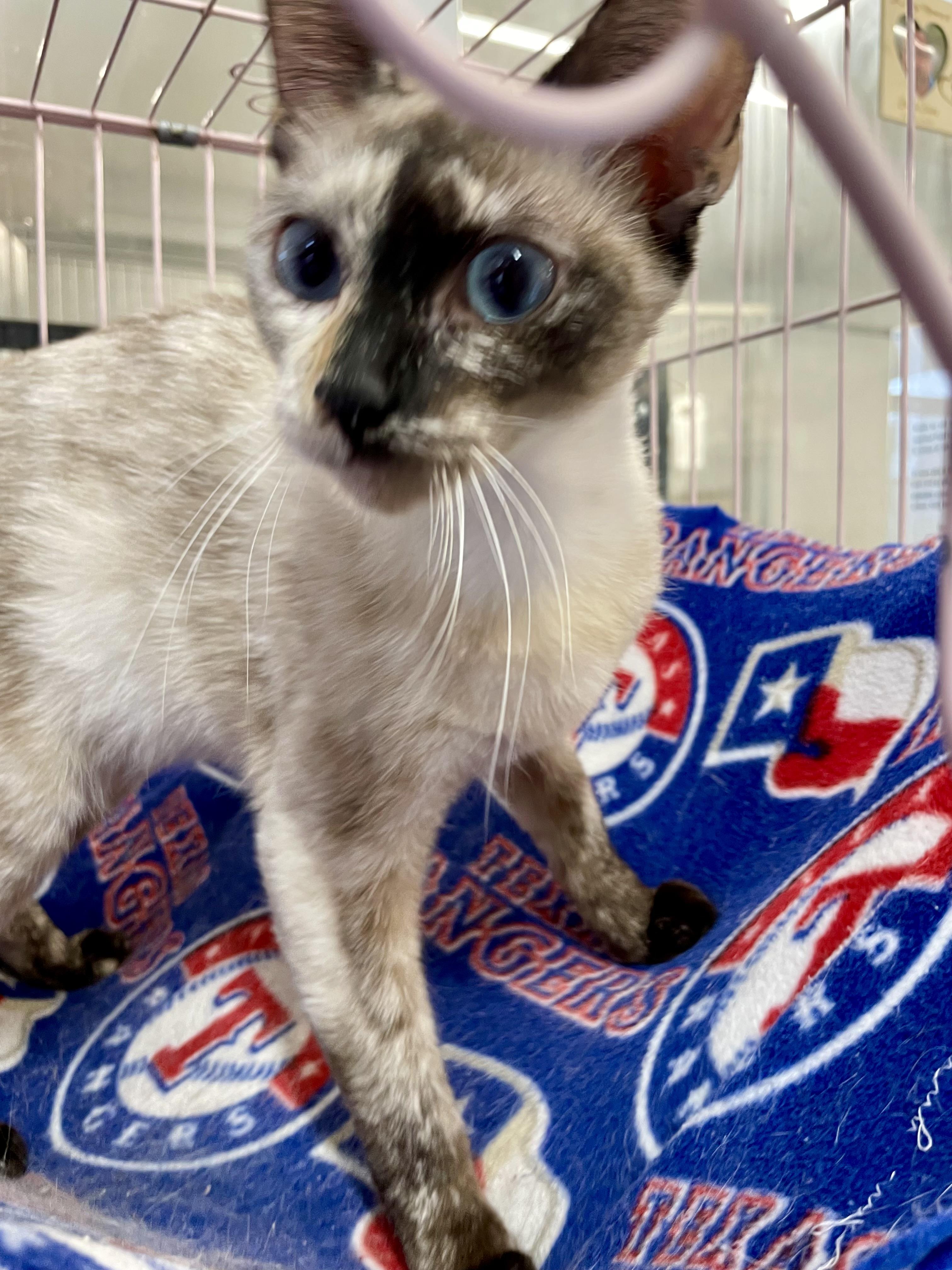Enlarge Gnocchi, an adopted Siamese in Plano, TX image 4/6