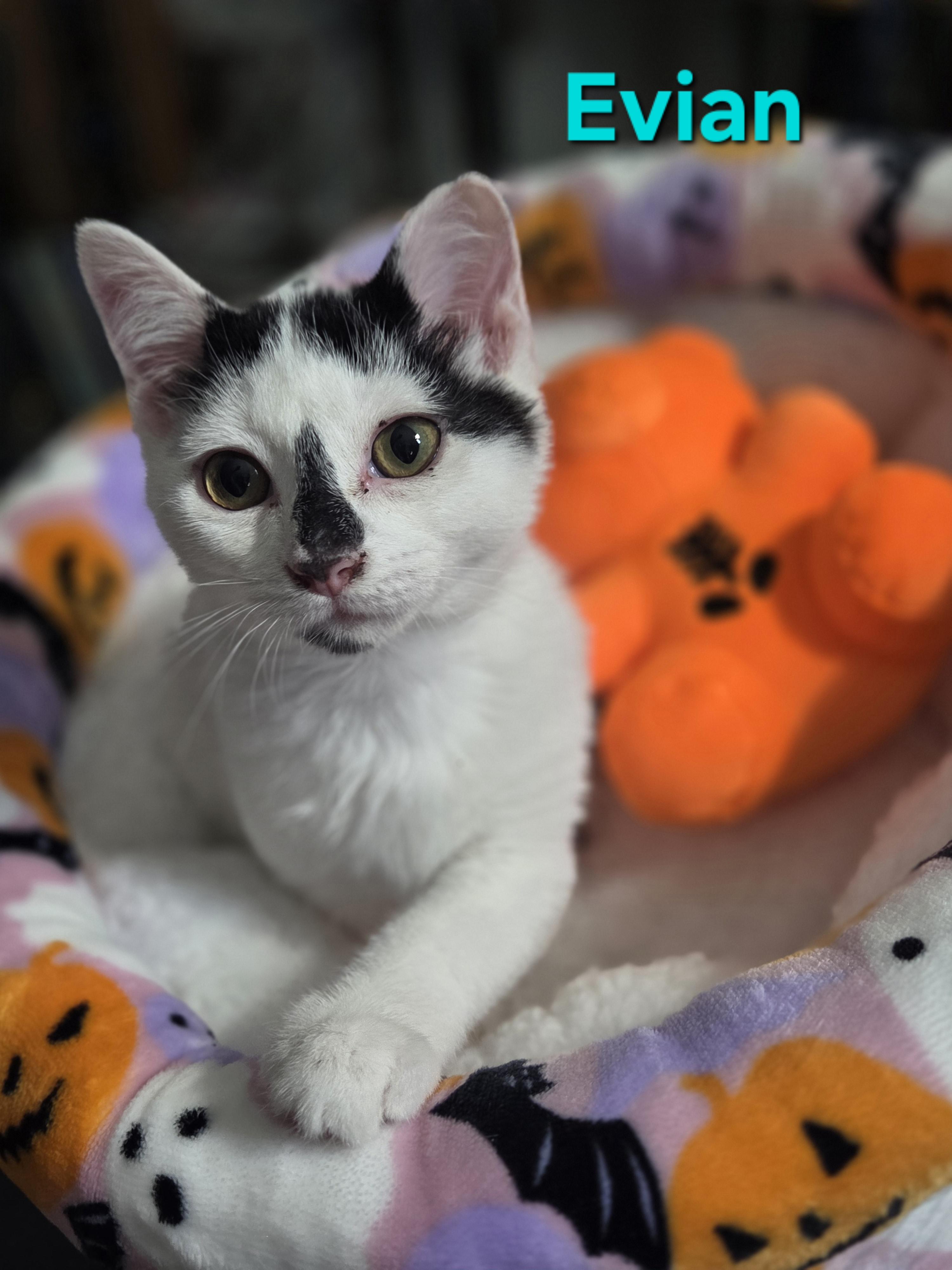 Evian (siblings are Aquafina and Fiji), a Adoptable Domestic Short Hair in Brighton, MI image 1/6