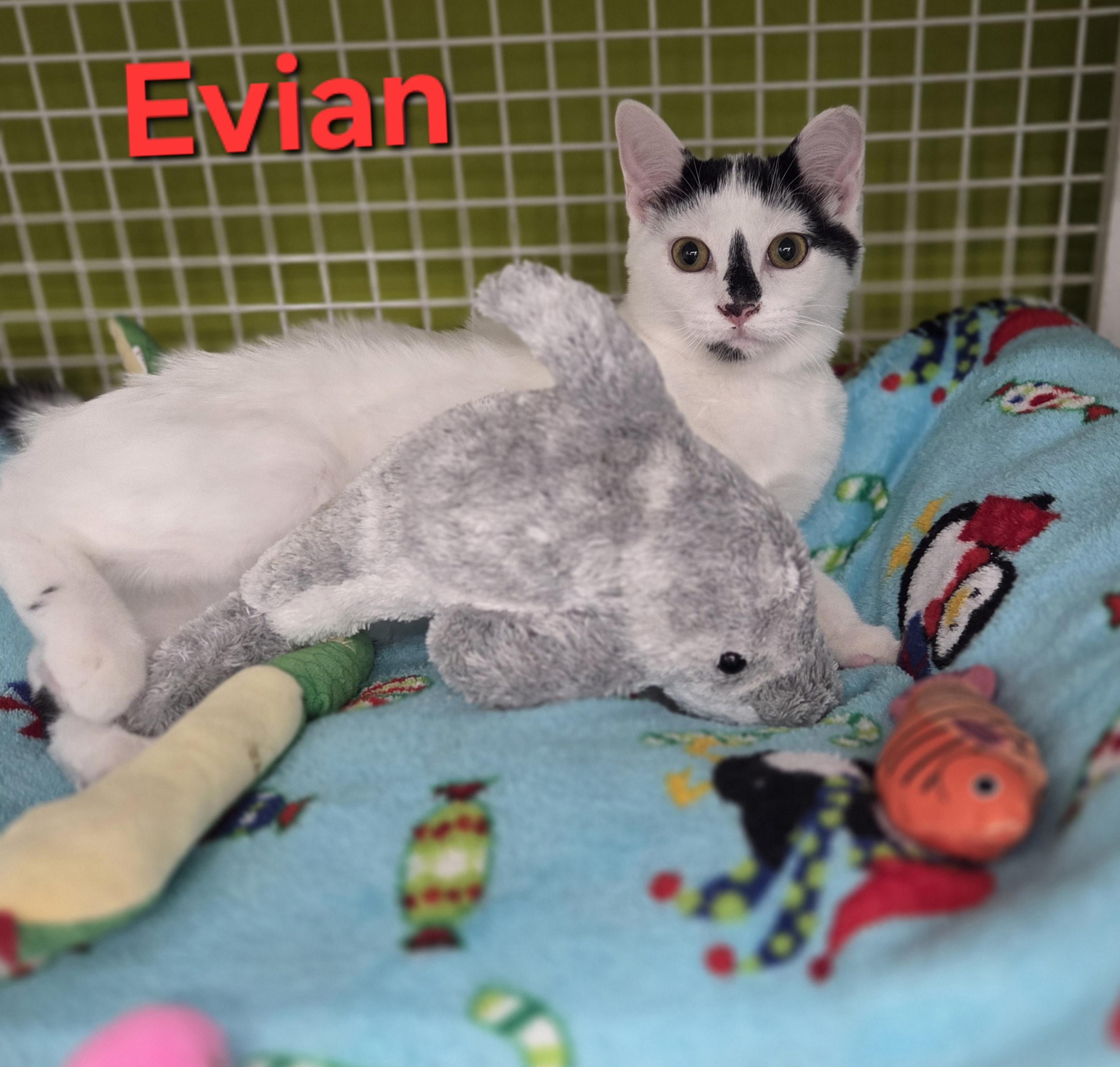 Evian (siblings are Aquafina and Fiji), a Adoptable Domestic Short Hair in Brighton, MI image 2/6