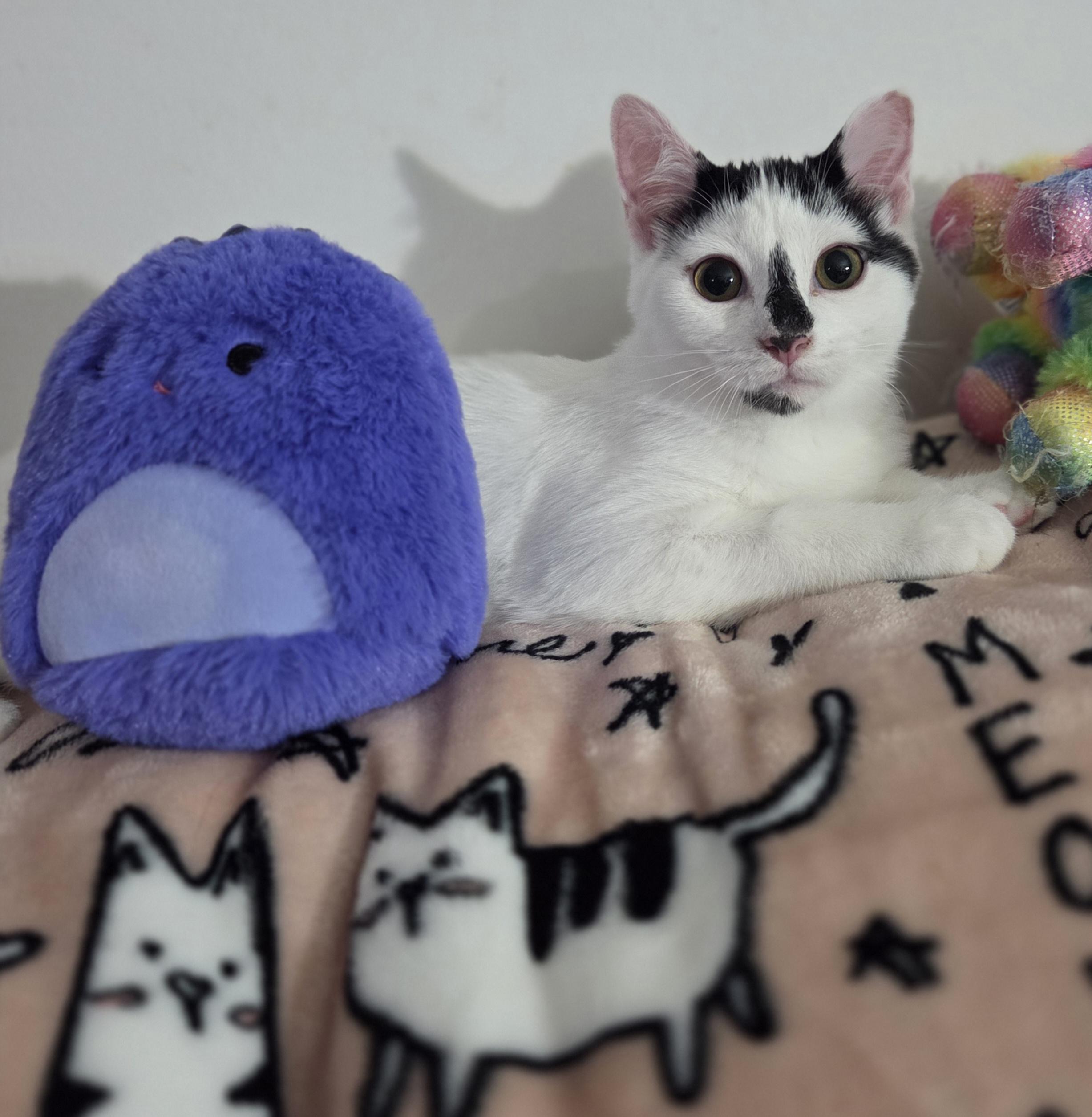 Evian (siblings are Aquafina and Fiji), a Adoptable Domestic Short Hair in Brighton, MI image 4/6