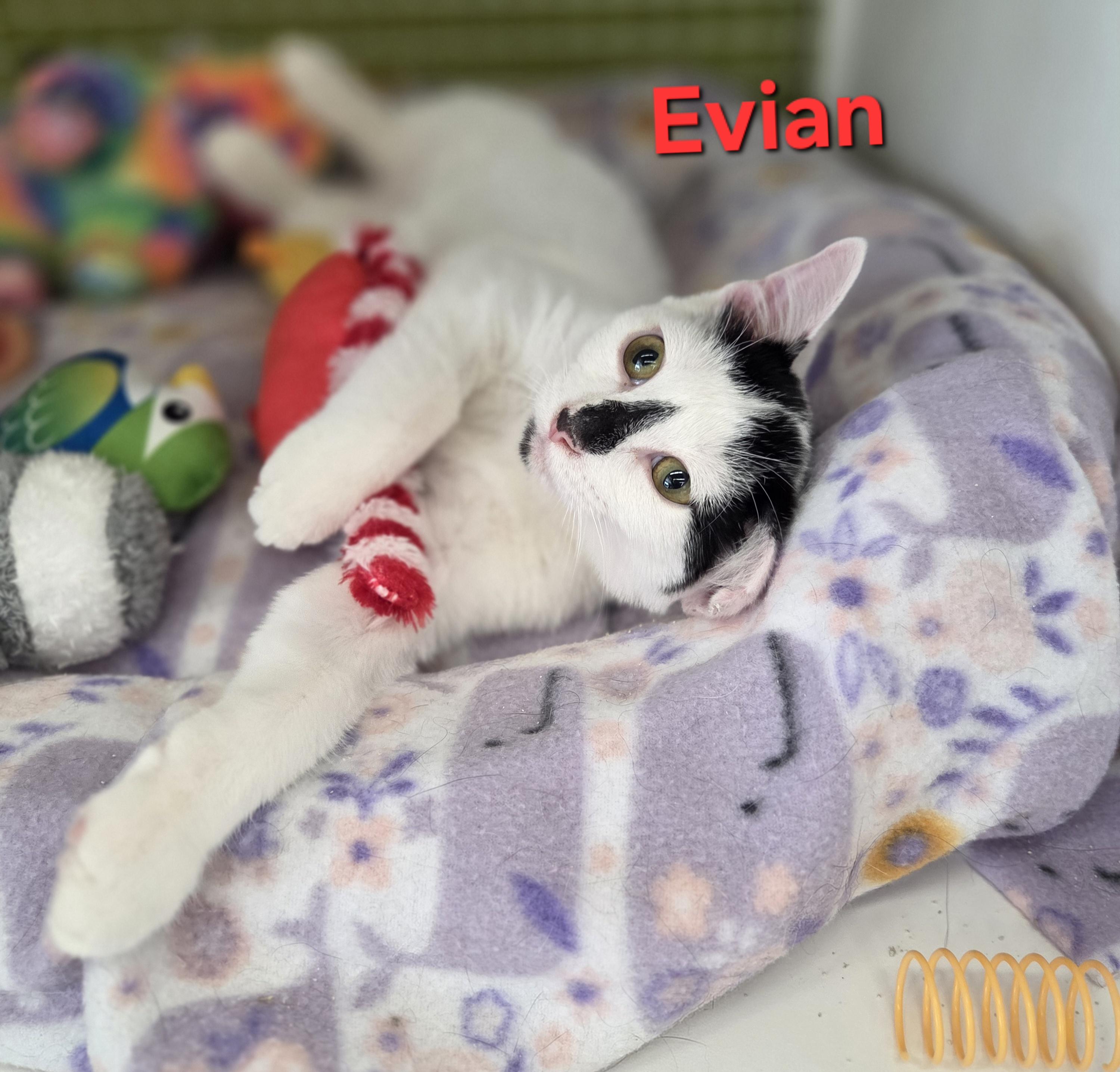 Evian (siblings are Aquafina and Fiji), a Adoptable Domestic Short Hair in Brighton, MI image 6/6