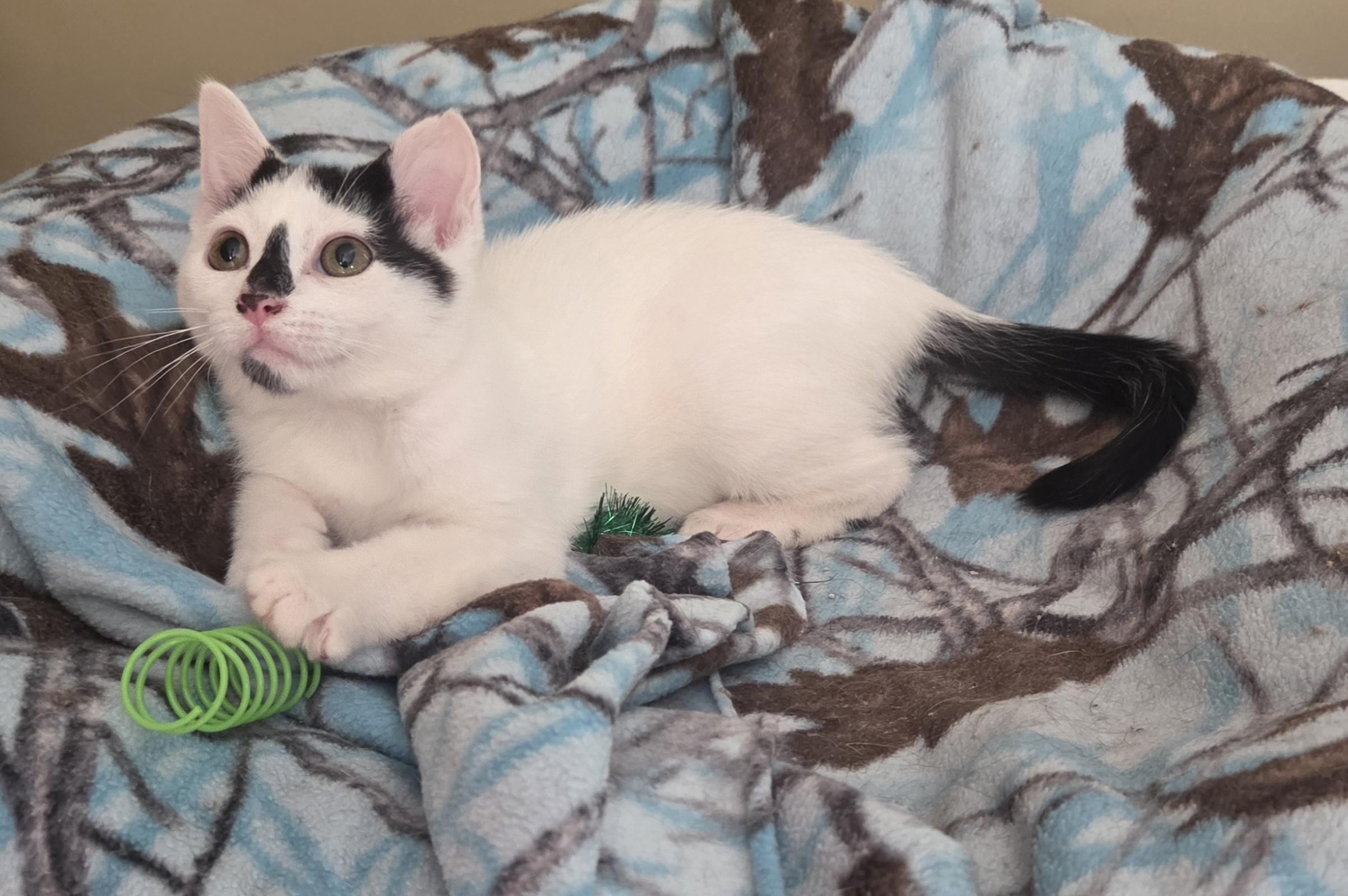 Evian (siblings are Aquafina and Fiji), a Adoptable Domestic Short Hair in Brighton, MI image 5/6